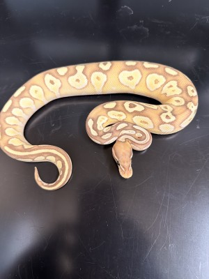 animal image