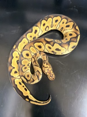animal image