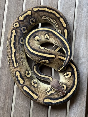 animal image