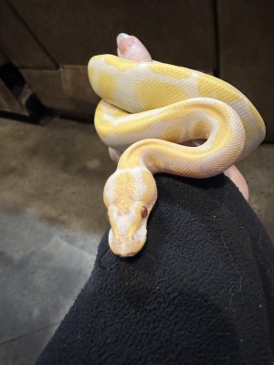 animal image