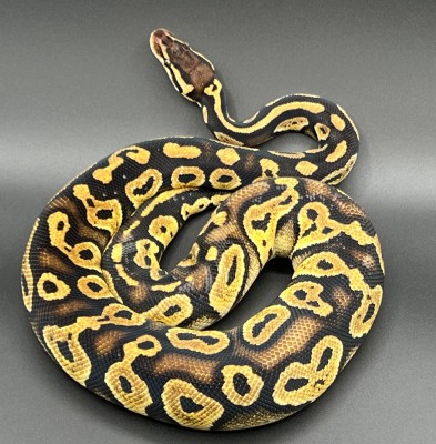 animal image