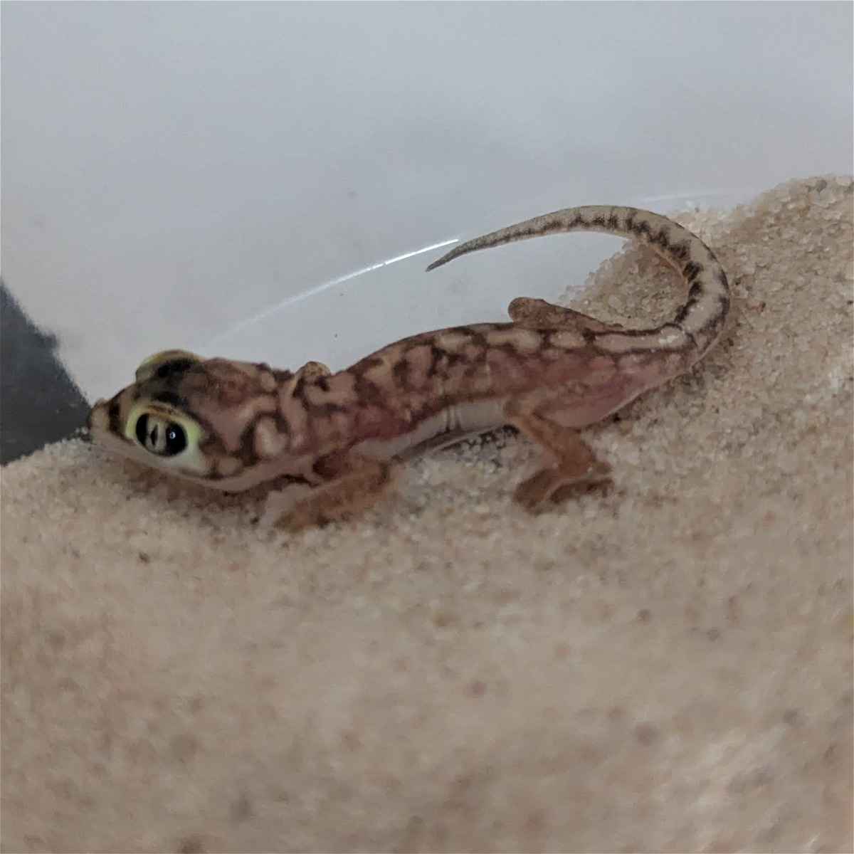 animal image