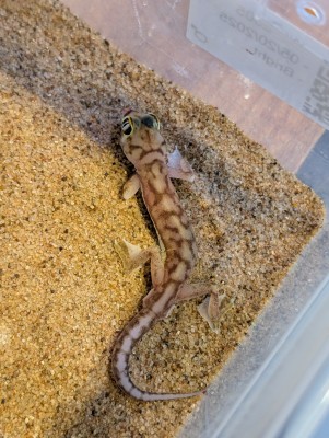 animal image