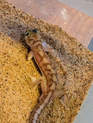 animal image