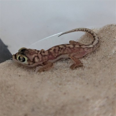 animal image