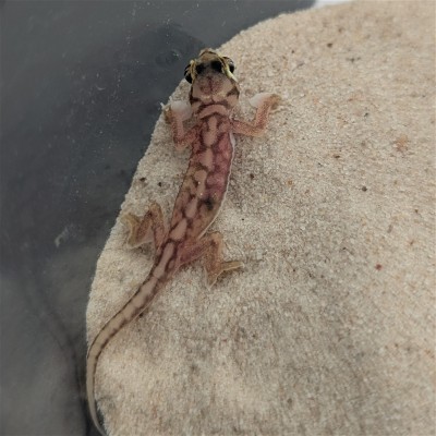 animal image