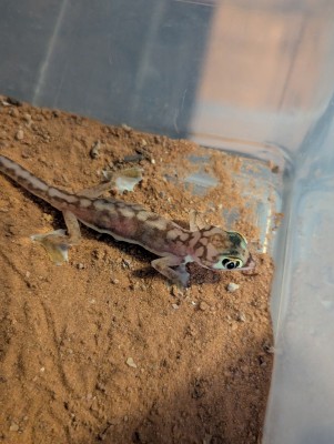 animal image