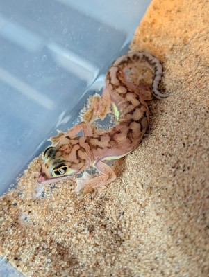 animal image