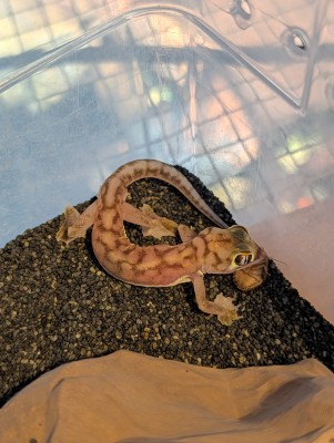 animal image