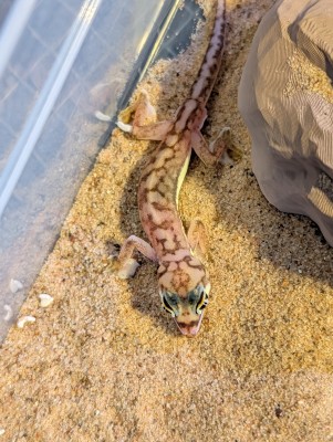 animal image