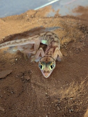 animal image
