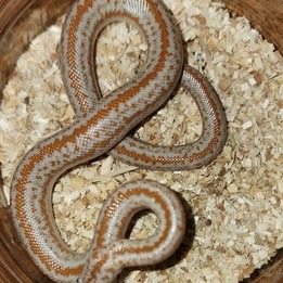 animal image