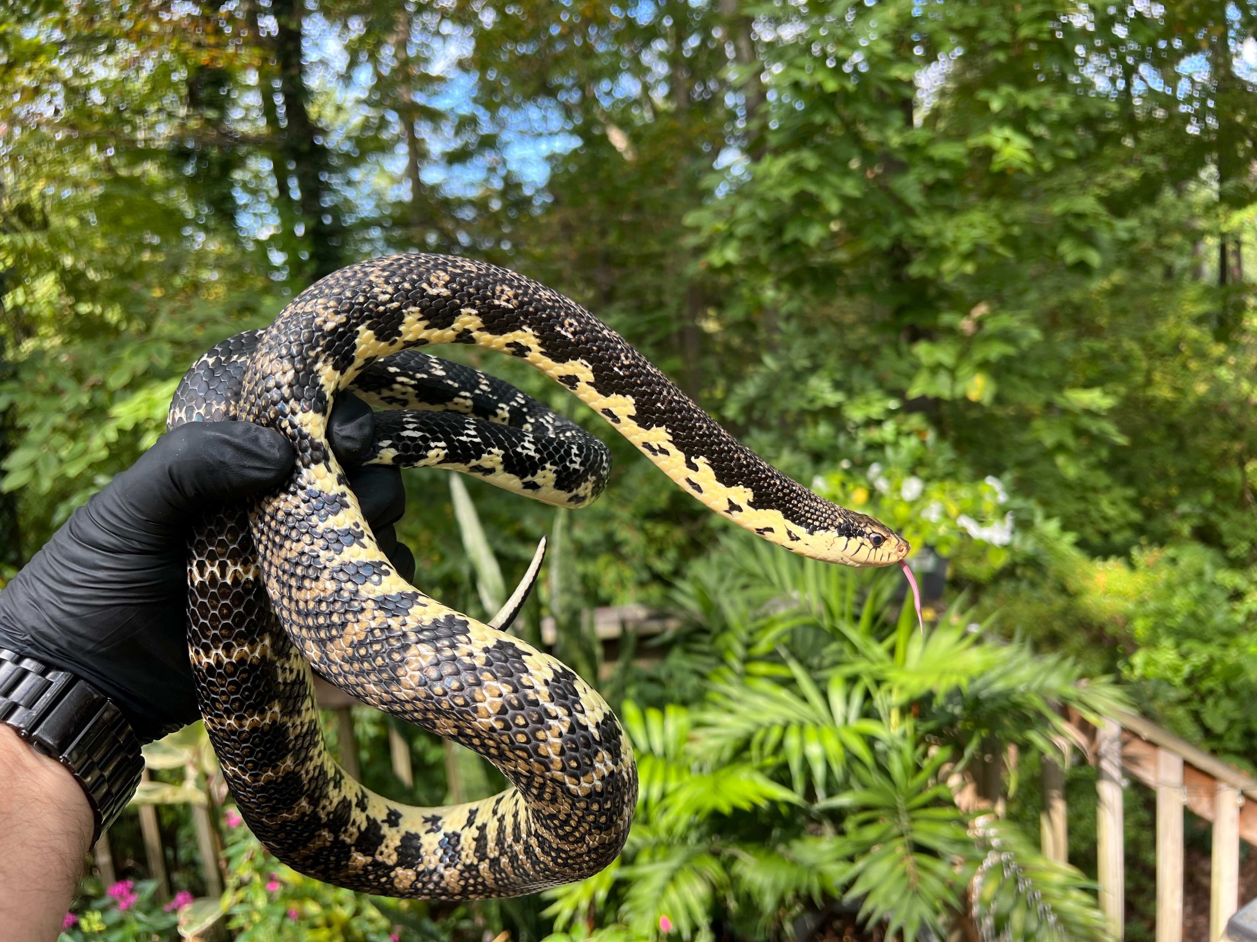 animal image