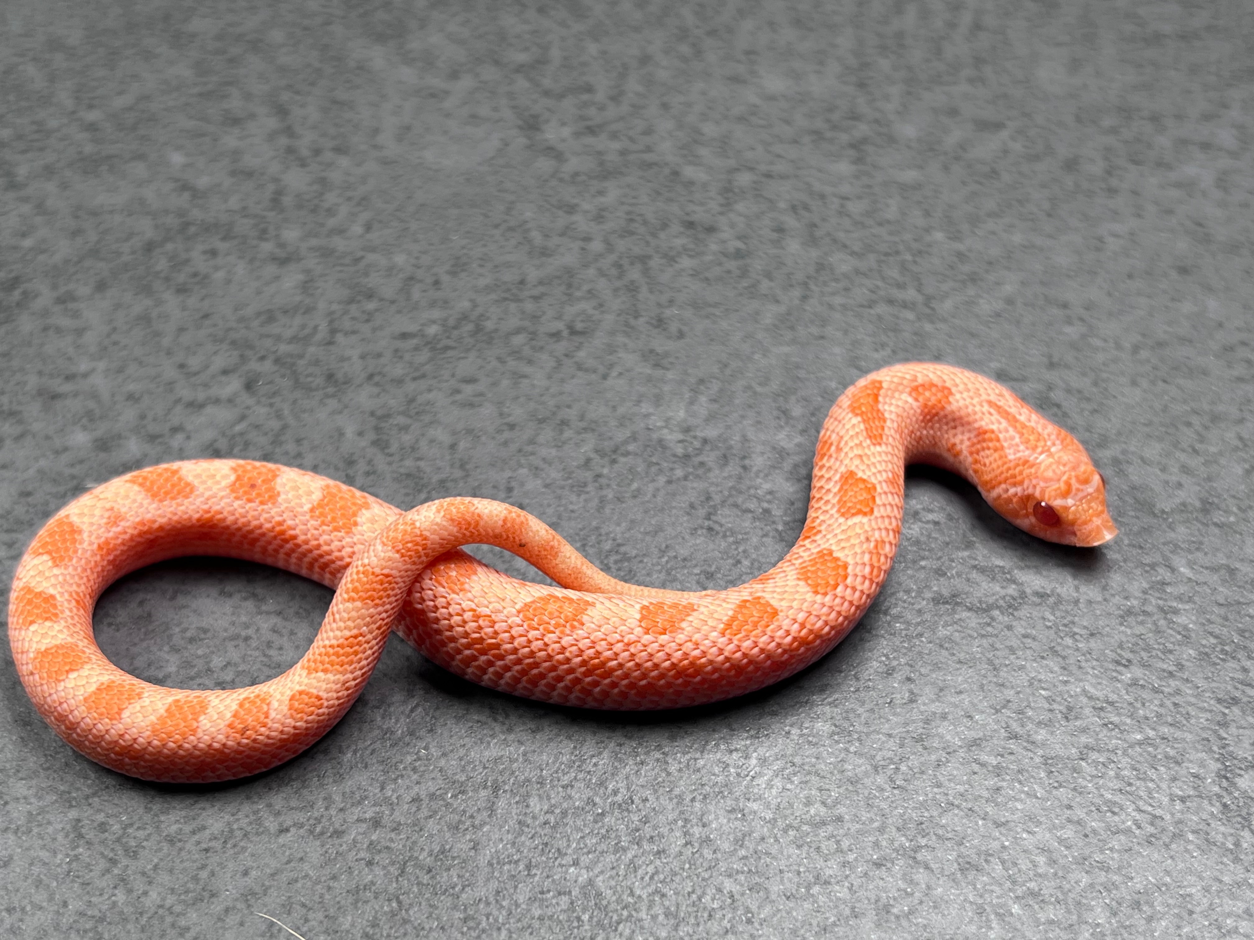 animal image