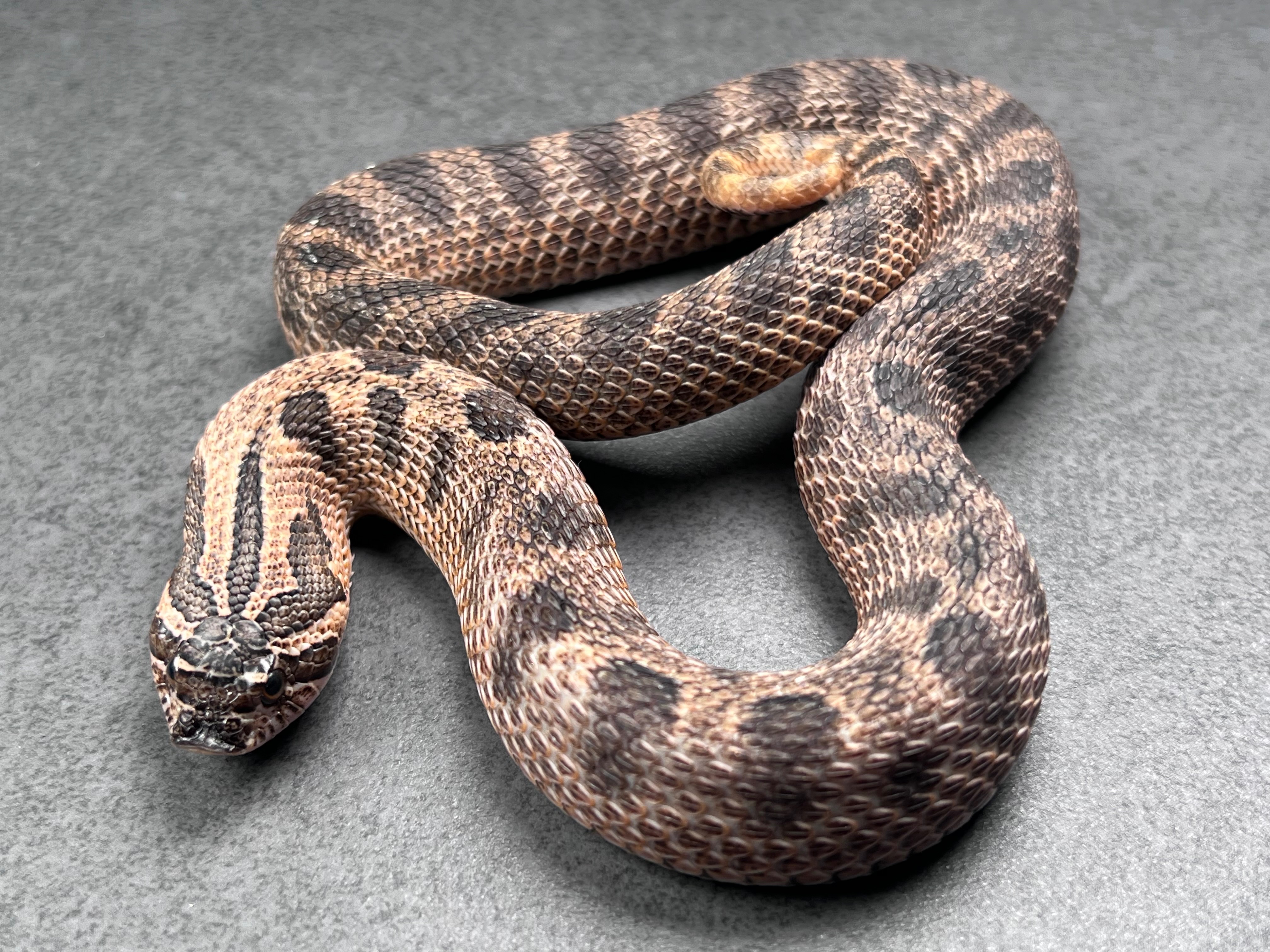 animal image