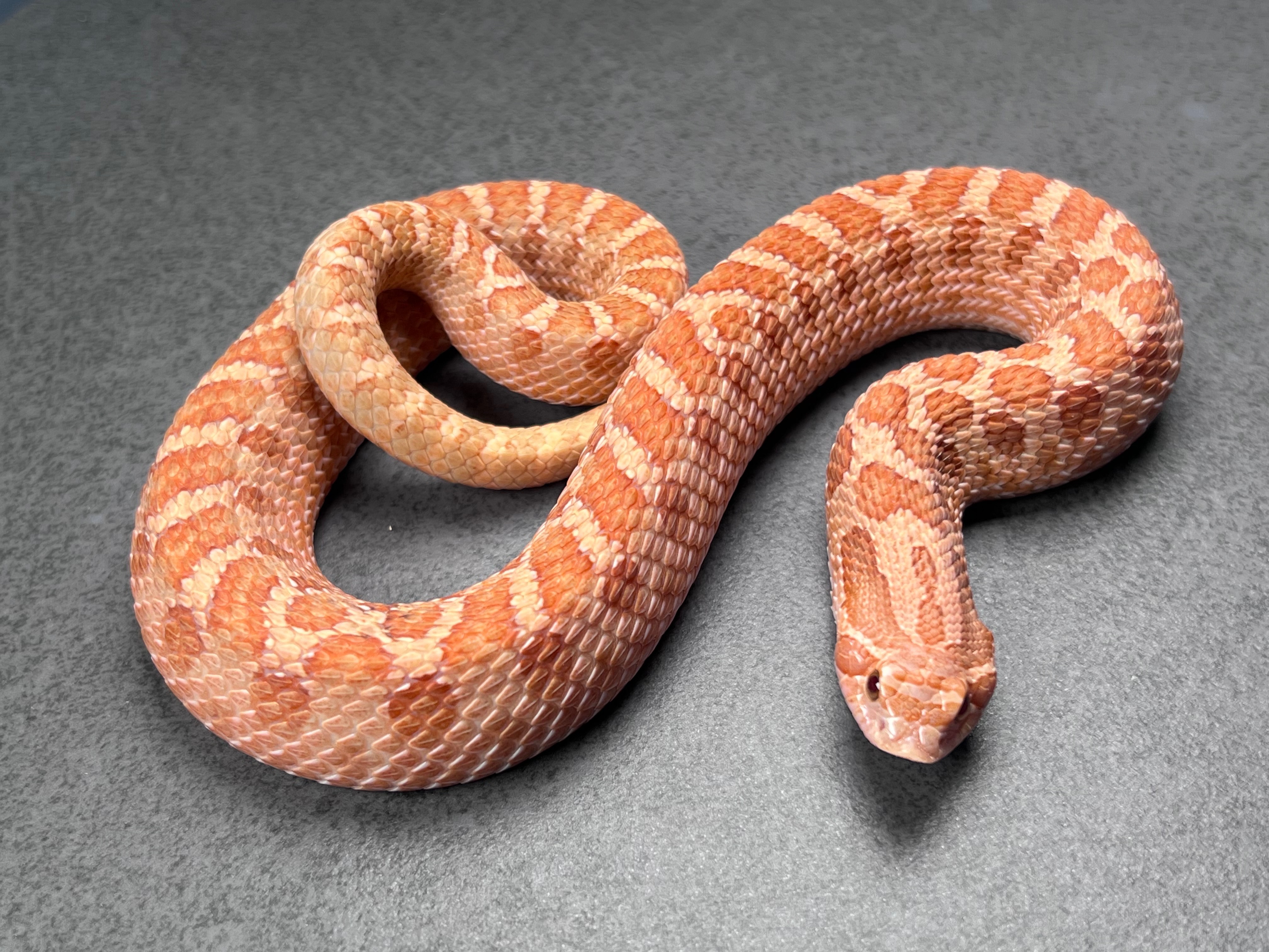 animal image