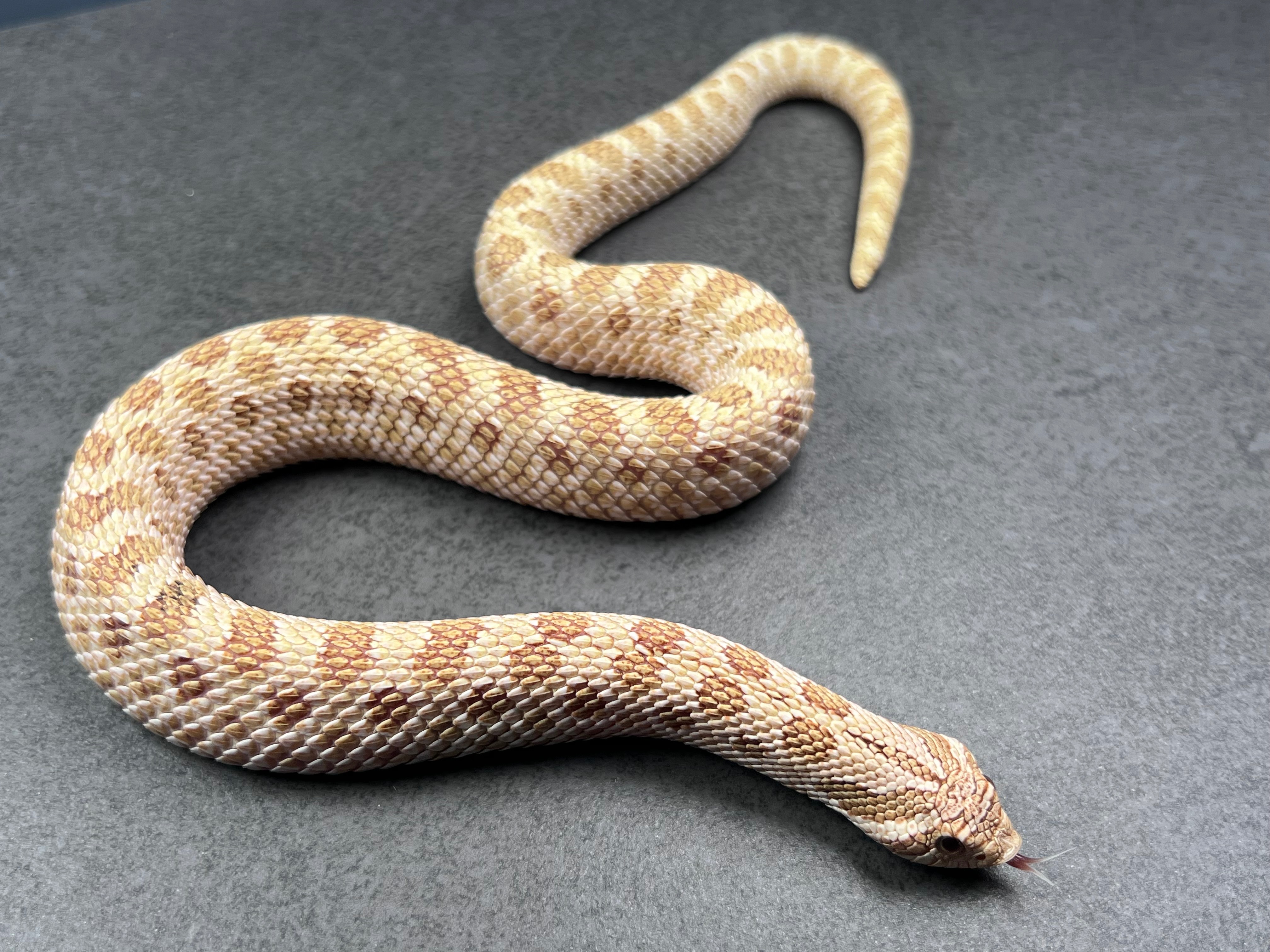 animal image