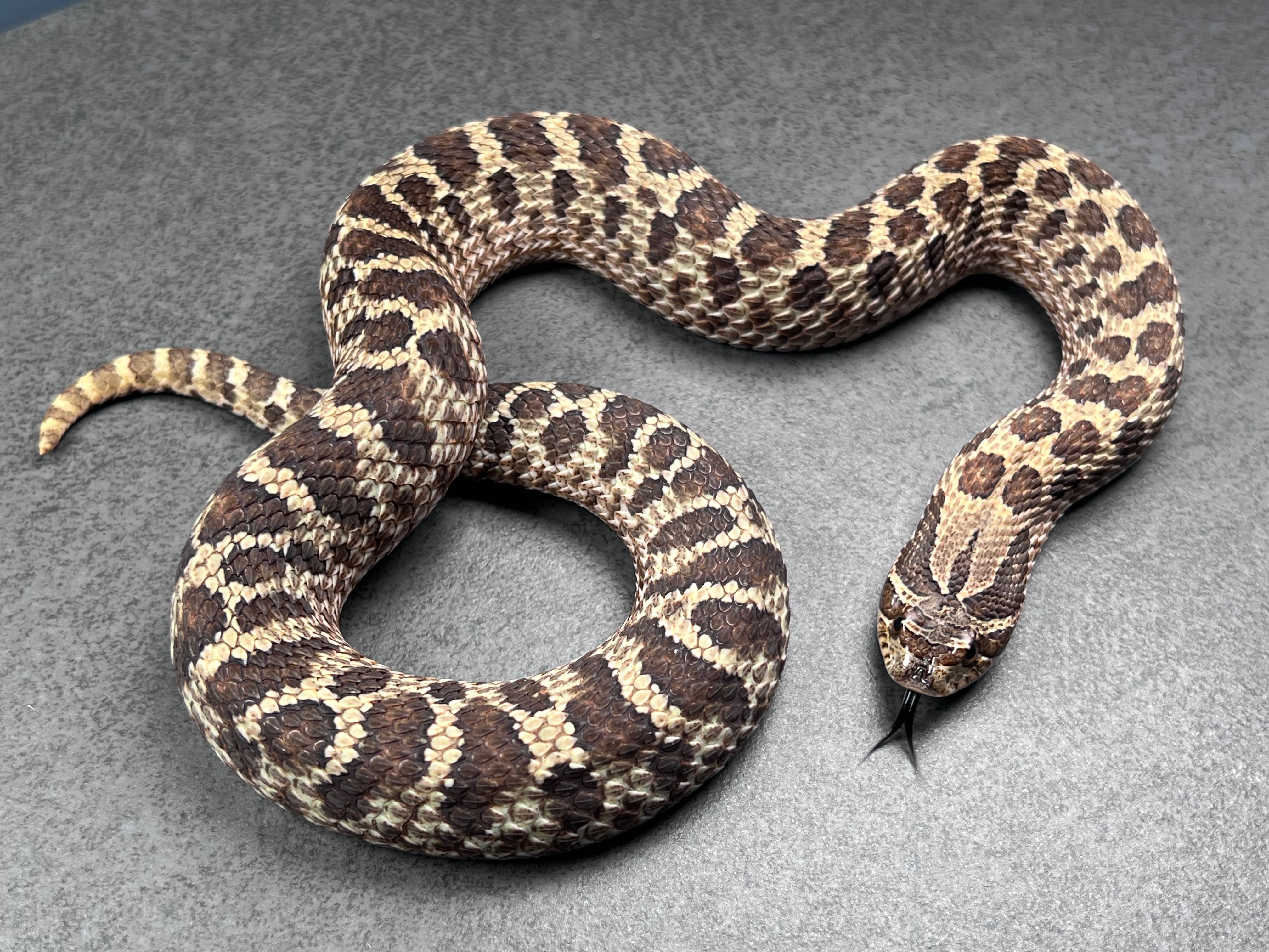 animal image