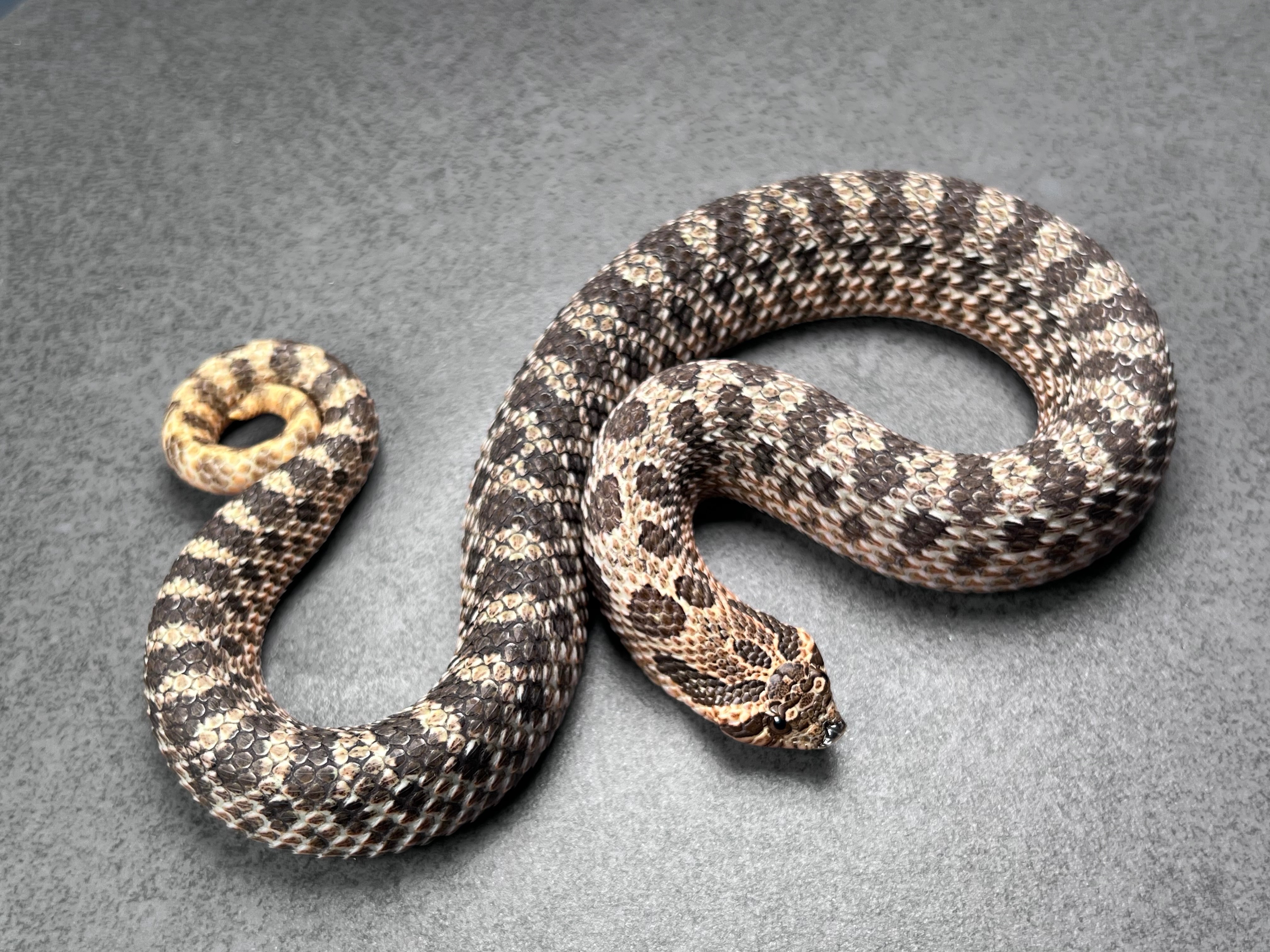 animal image