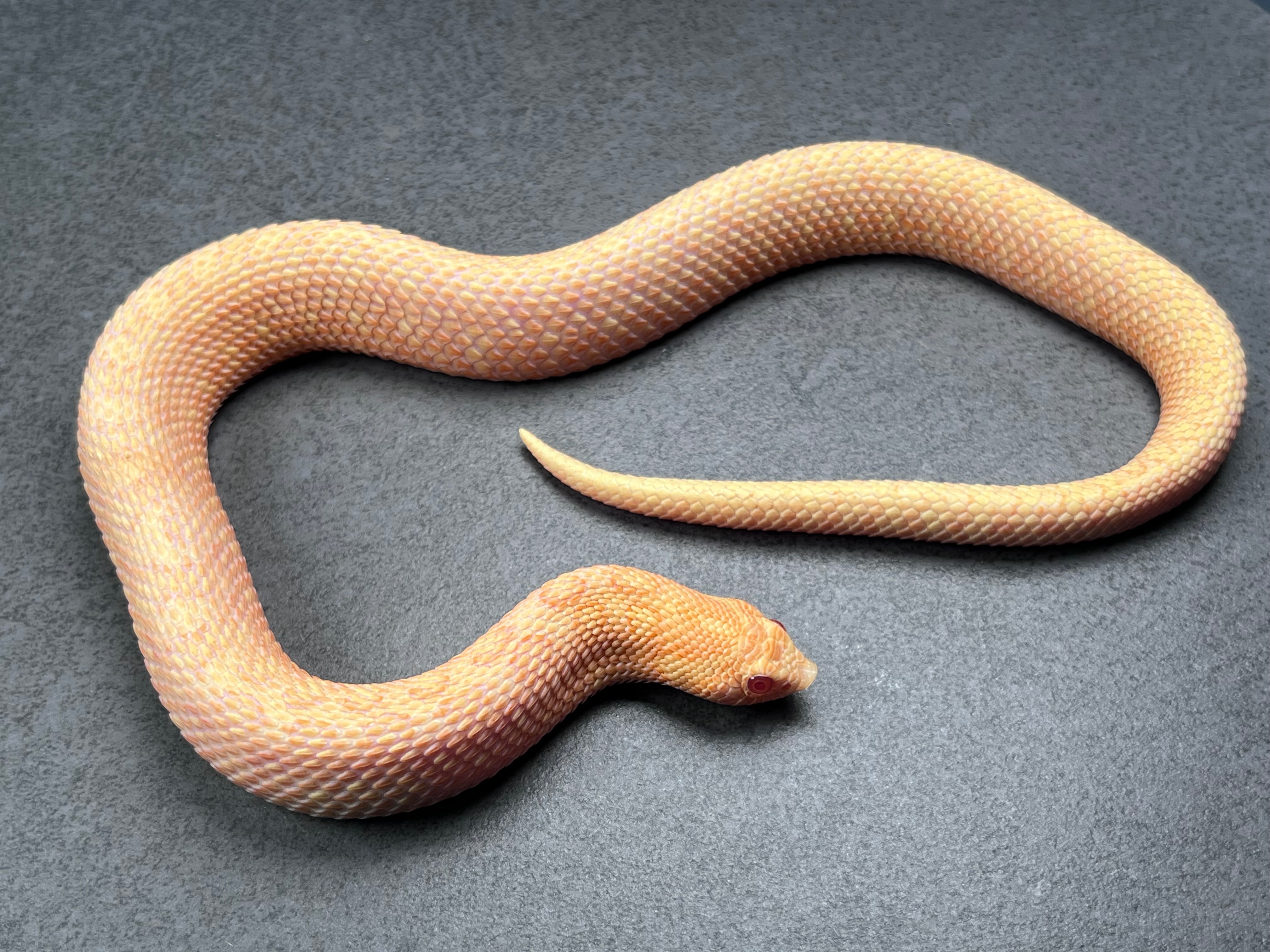 animal image