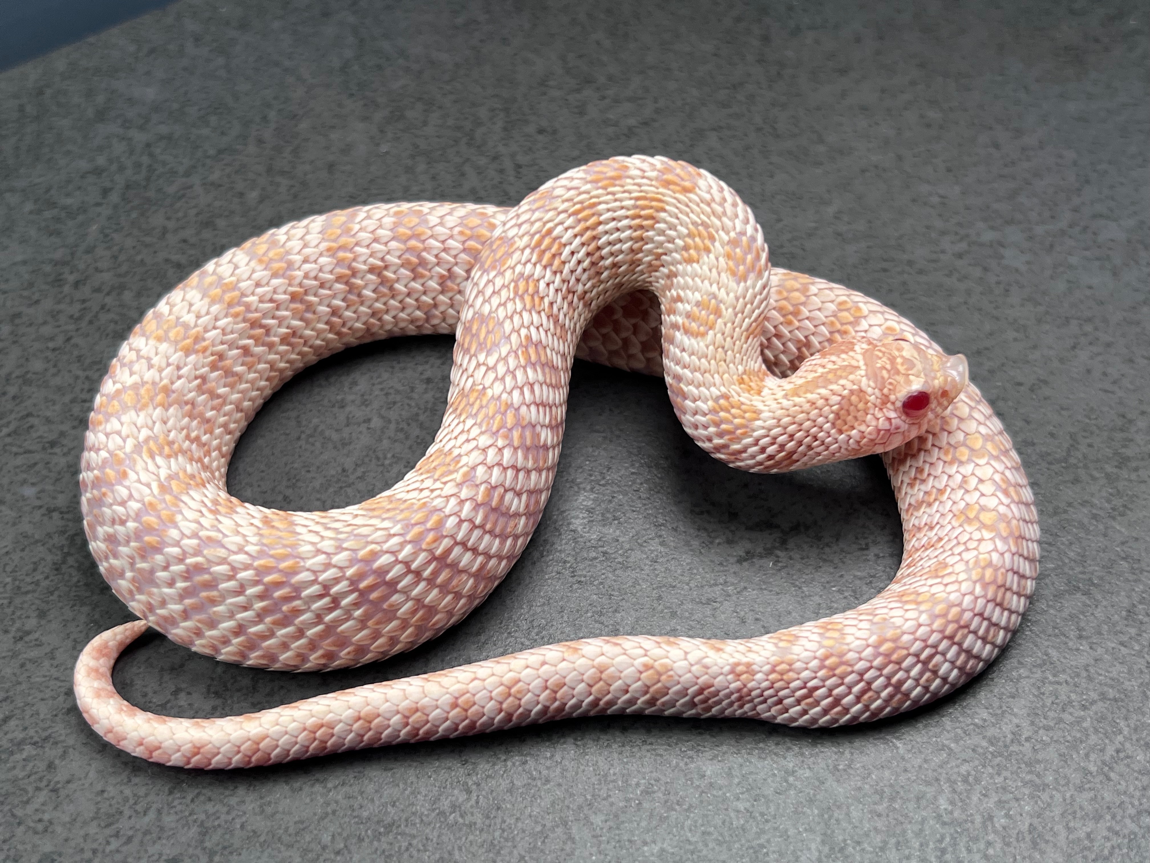 animal image