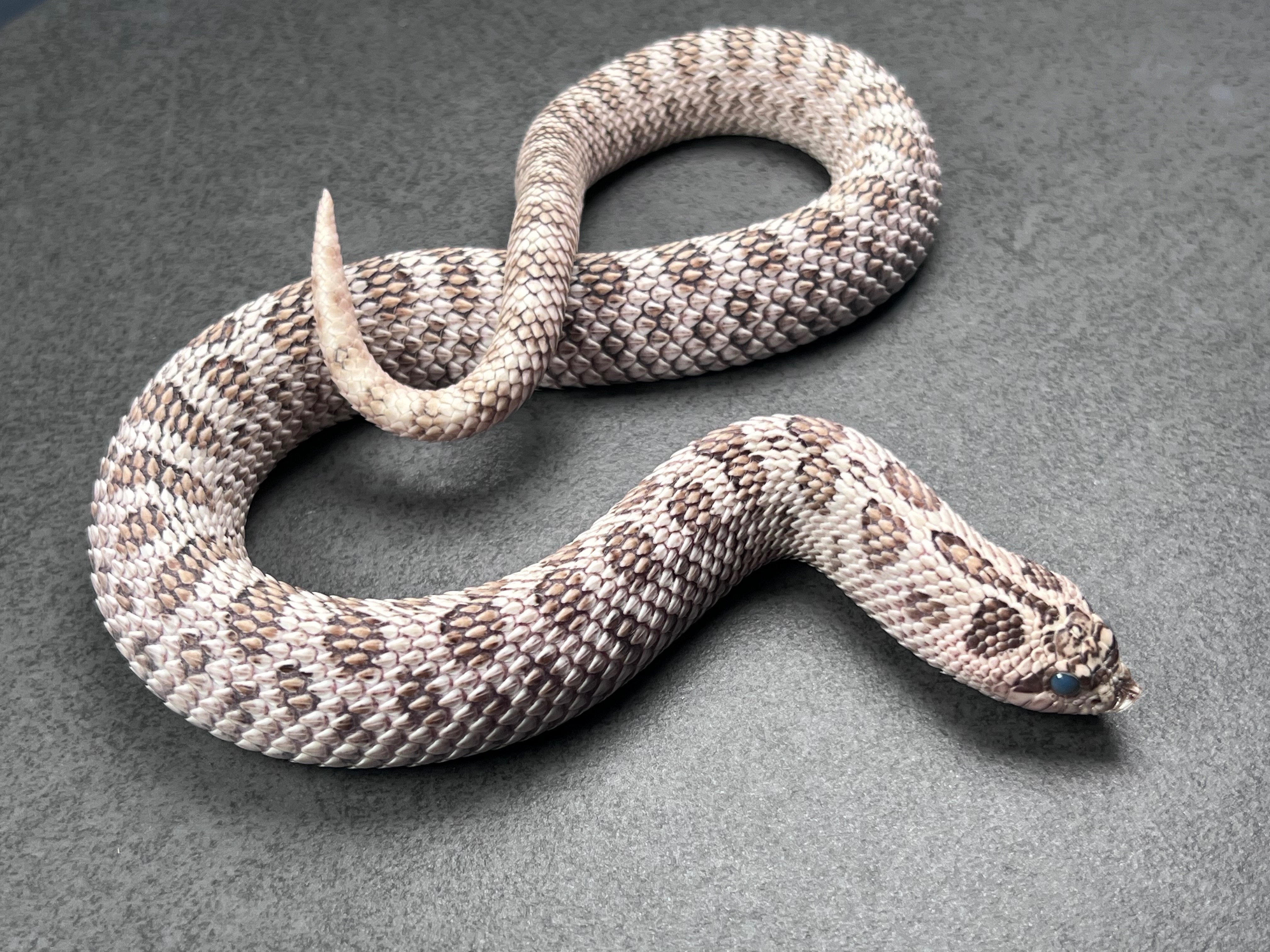 animal image