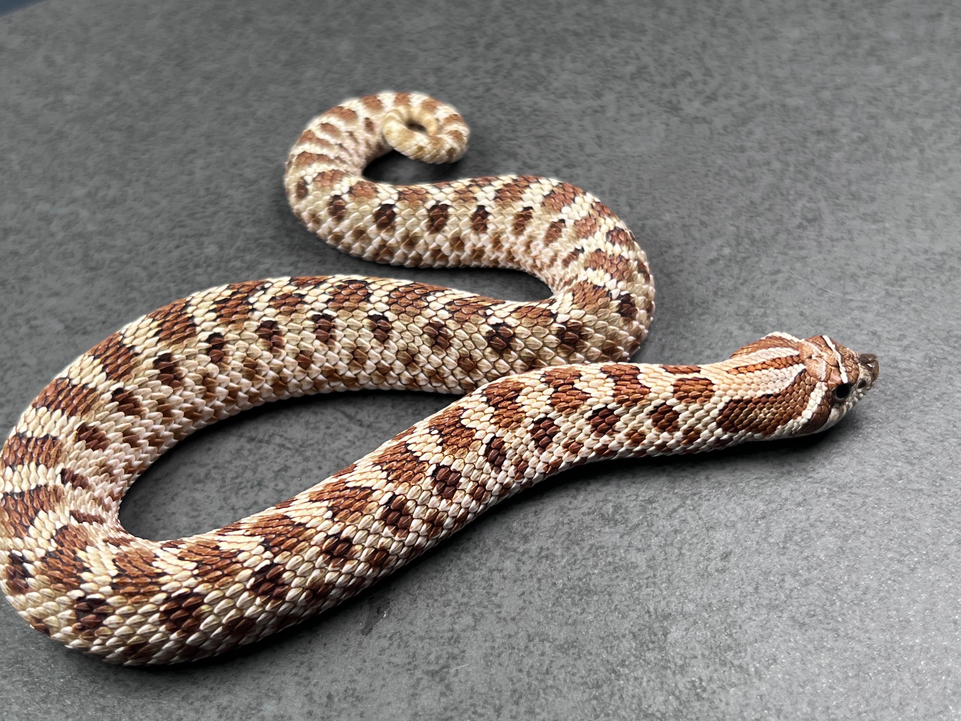 animal image