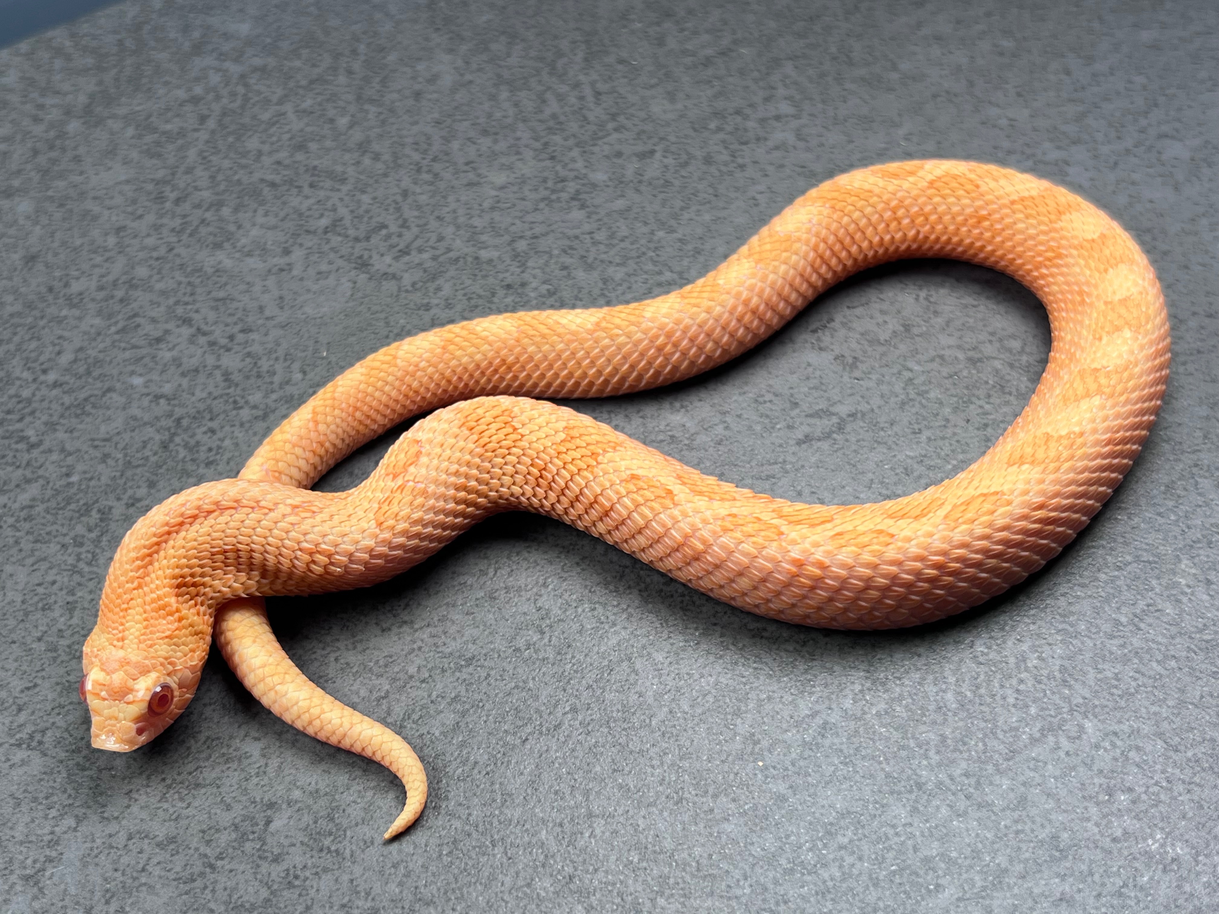 animal image