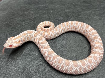 animal image