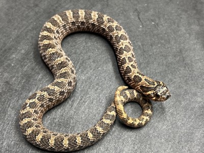 animal image