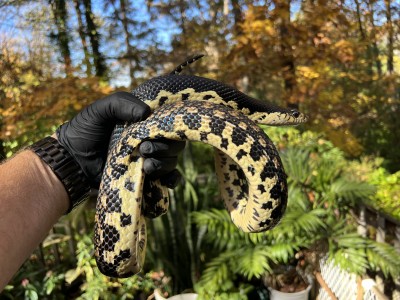 animal image