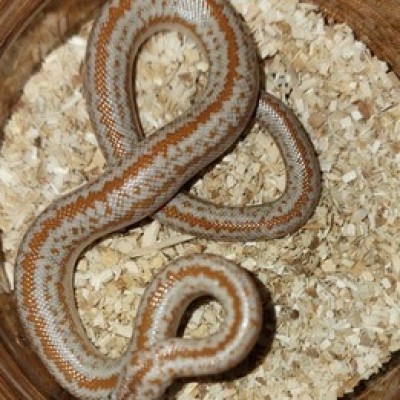 animal image