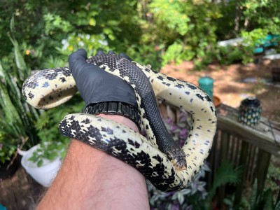 animal image