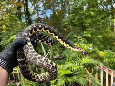 animal image