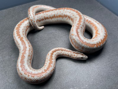 animal image
