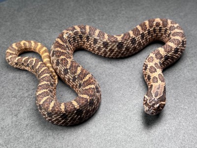 animal image