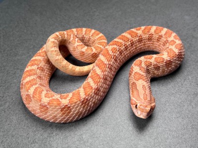 animal image