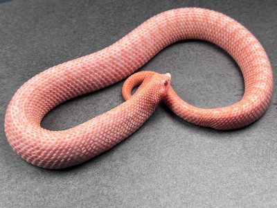 animal image