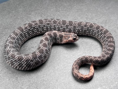 animal image