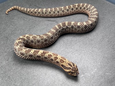 animal image