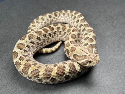 animal image