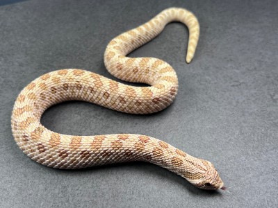 animal image