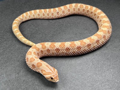 animal image