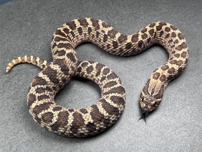 animal image
