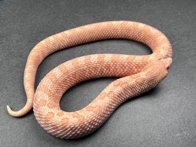 animal image