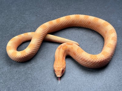 animal image