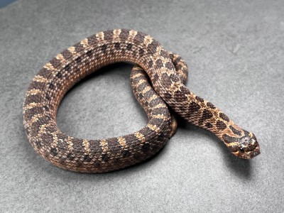 animal image
