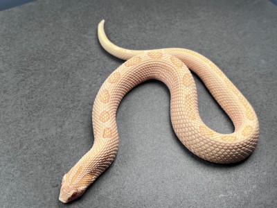animal image