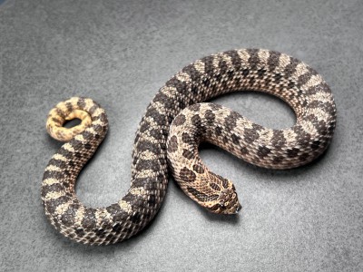 animal image