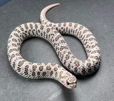 animal image